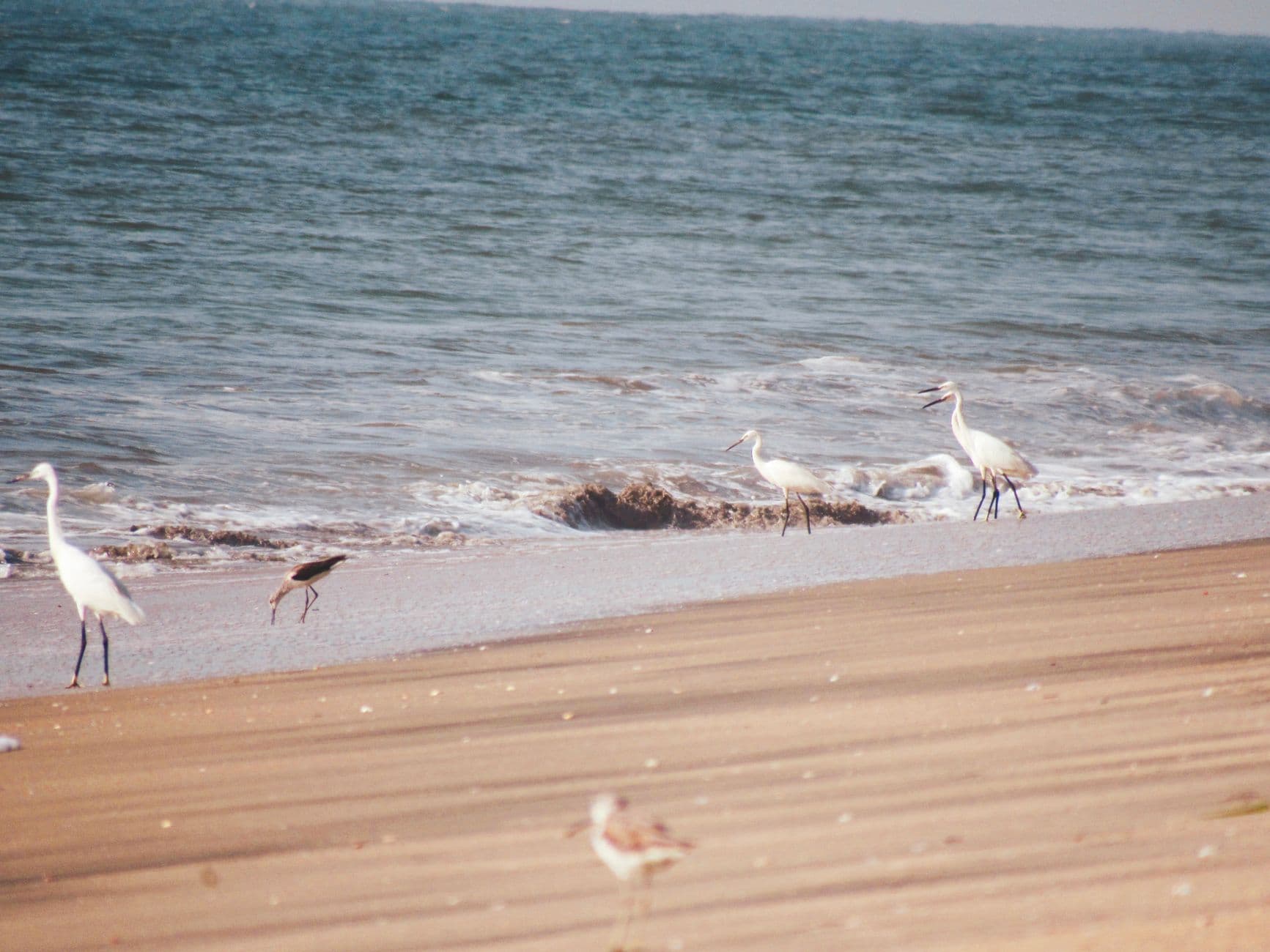 Eurasian oystercatchers and egrets at Kozhikode beach, India during a sunny day.